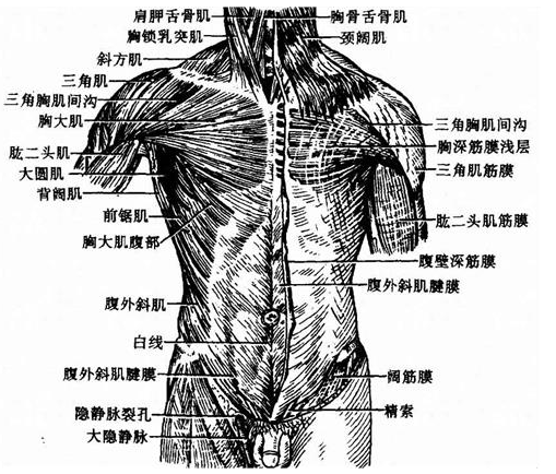 人体之最 人体含水量百分比最高的器官是哪个部位